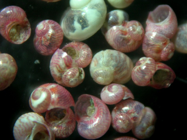 Tricolia deschampsi