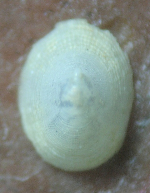 Propilidium scabrosum