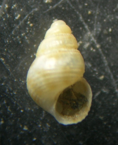 Alvania gagliniae