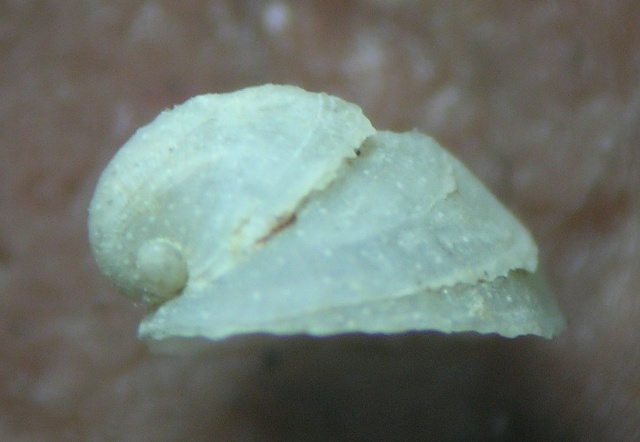 Puncturella noachina juv.