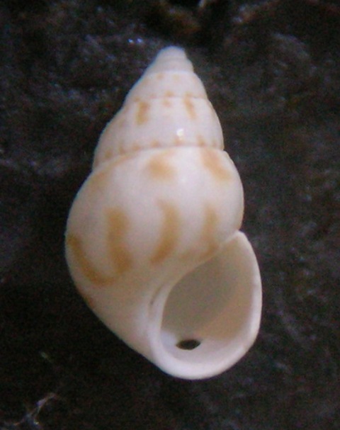 Crisilla semistriata