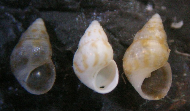 Crisilla semistriata