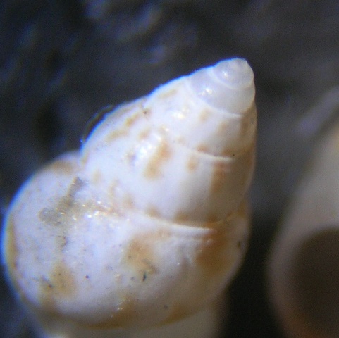 Crisilla semistriata