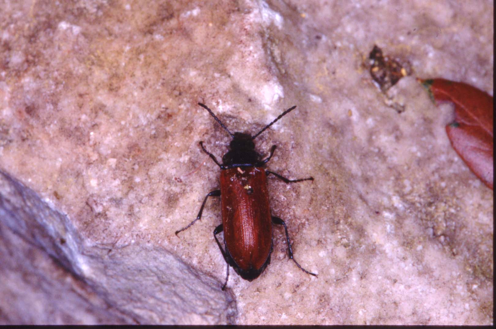 Omophlus lepturoides