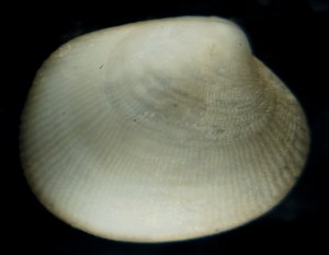 Bivalve1