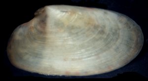 Bivalvia2