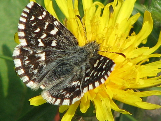 Pyrgus malvae o carlinae ?