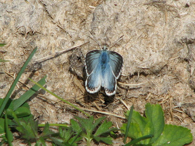 farfalle da identificare