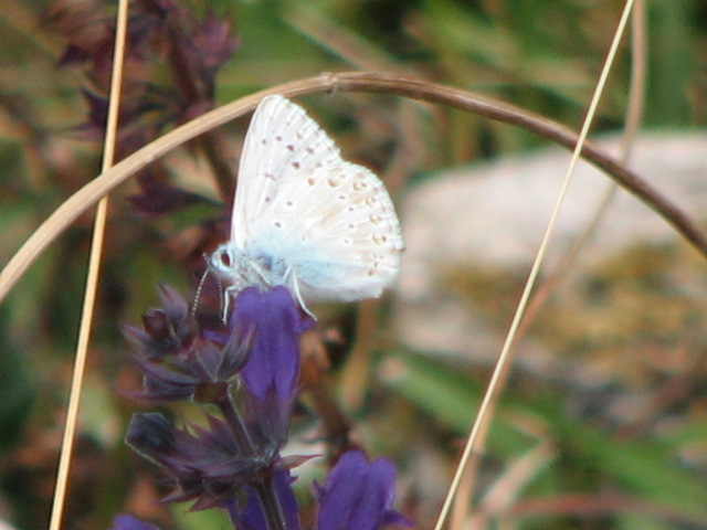 farfalle da identificare