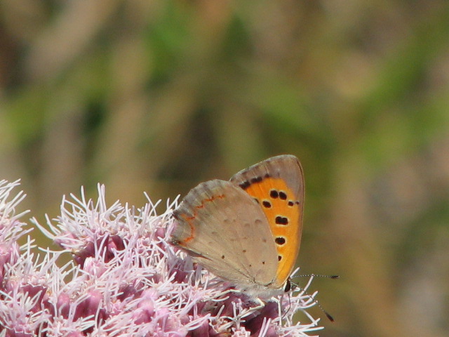 Lycaena phlaeas