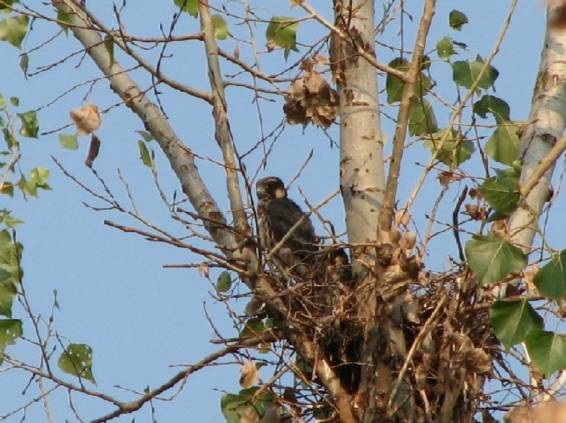 Juv. di Lodolaio
