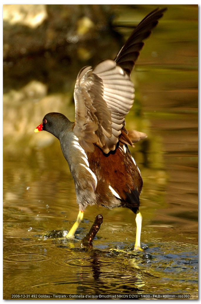 Uccelli arruffati
