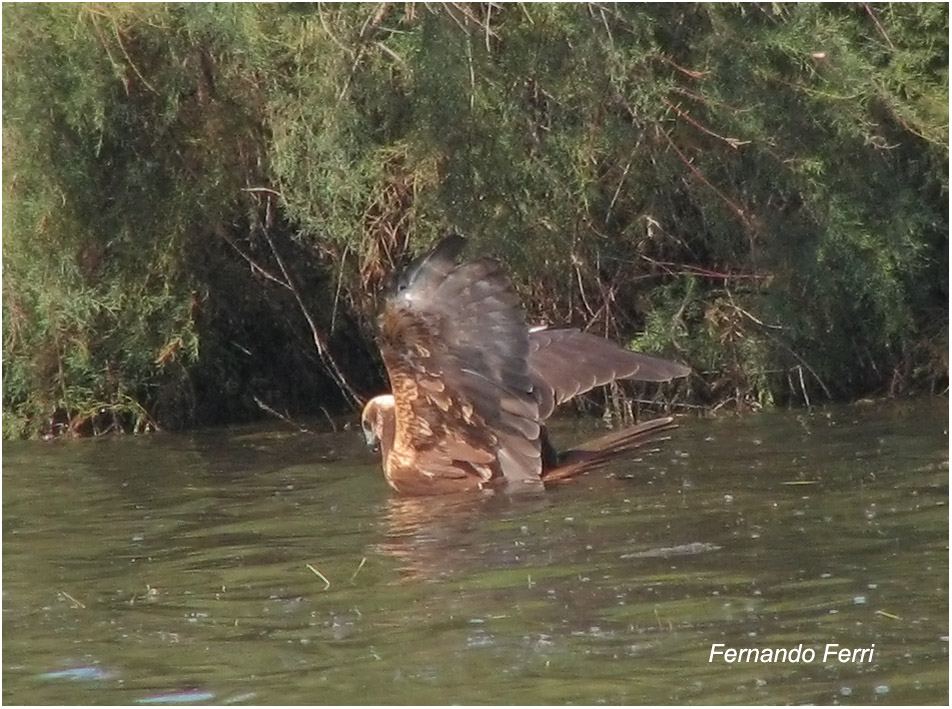 falco di palude in caccia