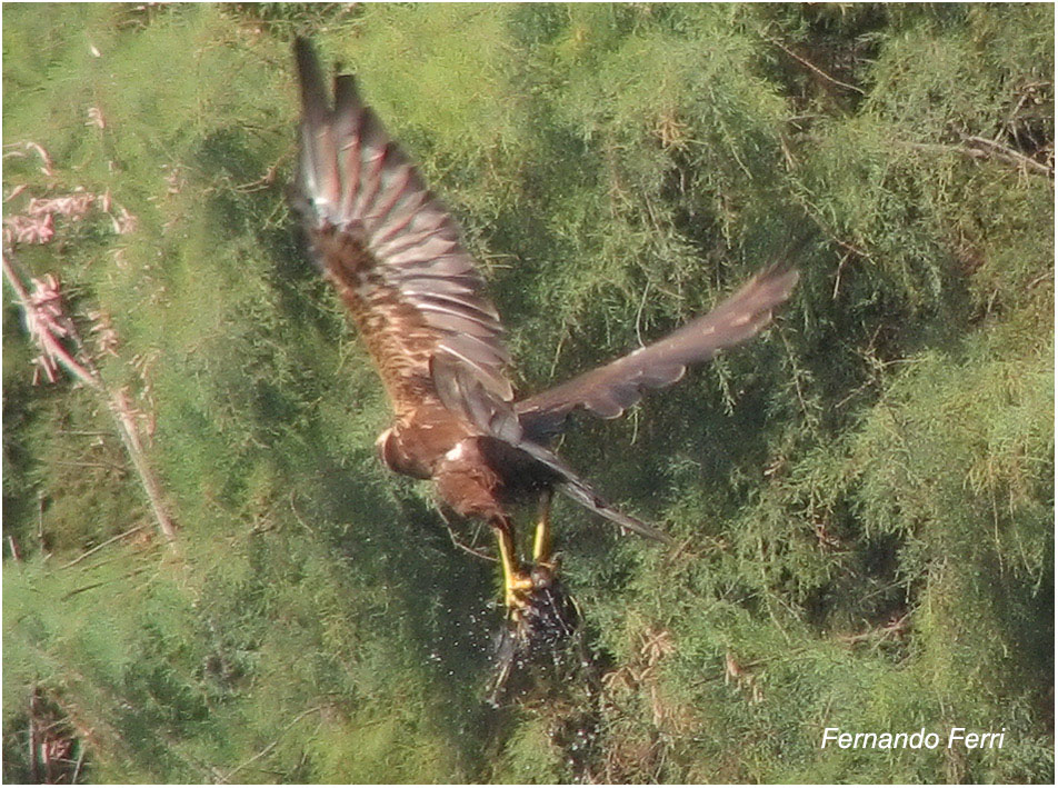 falco di palude in caccia