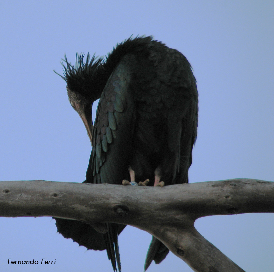 Ibis eremita al Circeo!