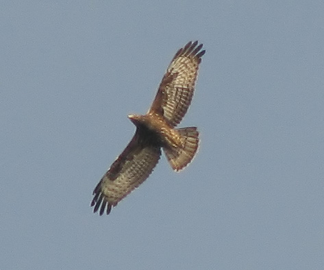 falco pecchiaiolo e domande
