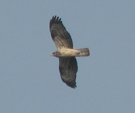 falco pecchiaiolo e domande