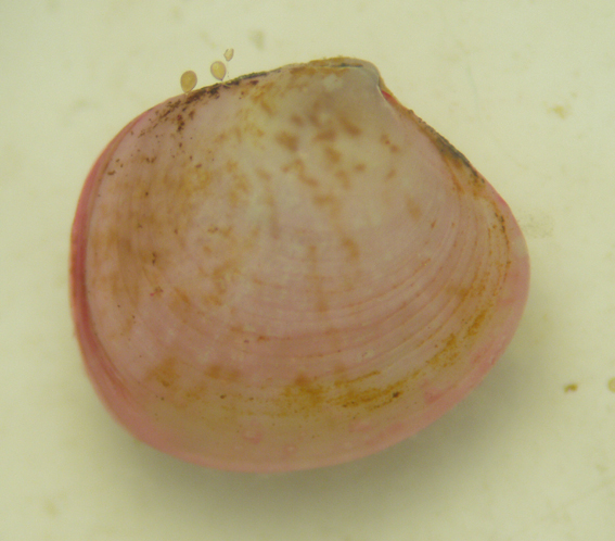 Molluschi lagunari...