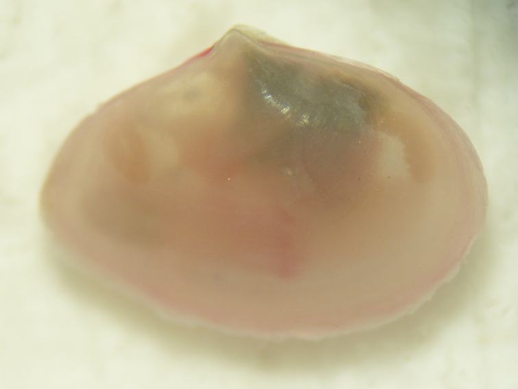 Molluschi lagunari...