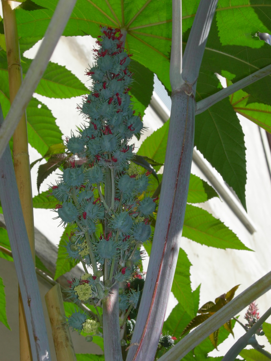Ricinus communis / Ricino comune