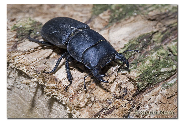 Dorcus parallelipipedus