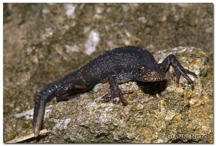 Tritone crestato - Triturus carnifex