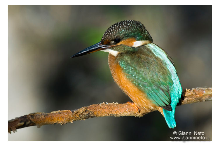 Martin pescatore -  Alcedo atthis