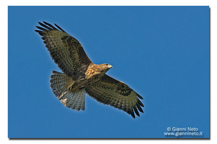 Poiana in volo - aggiunta foto