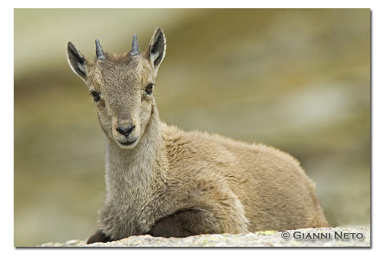 Cucciolo di stambecco
