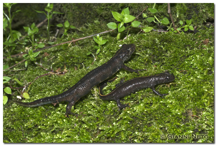 Tritone crestato - Triturus carnifex