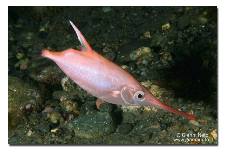 Macroramphosus scolopax (Pesce trombetta)