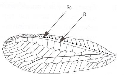 Chrysoperla agilis