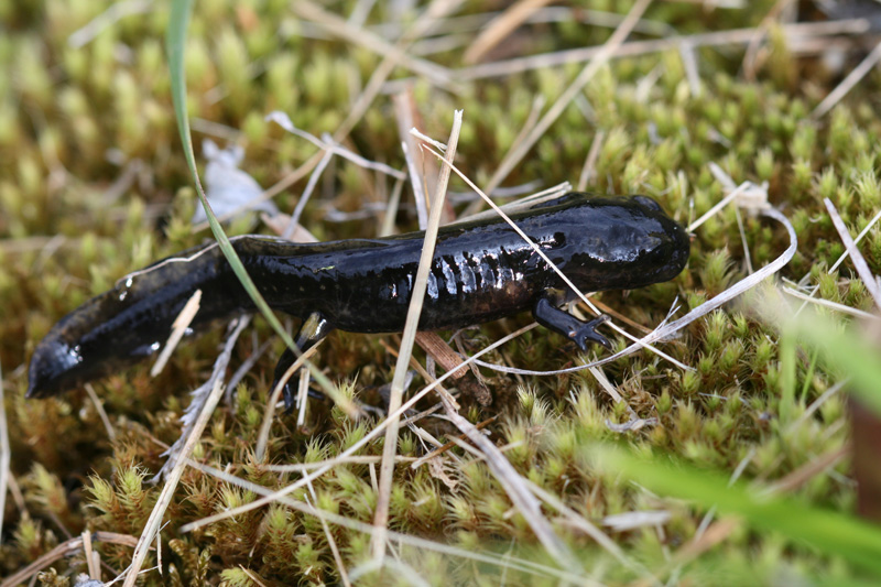 Salamandra salamandra