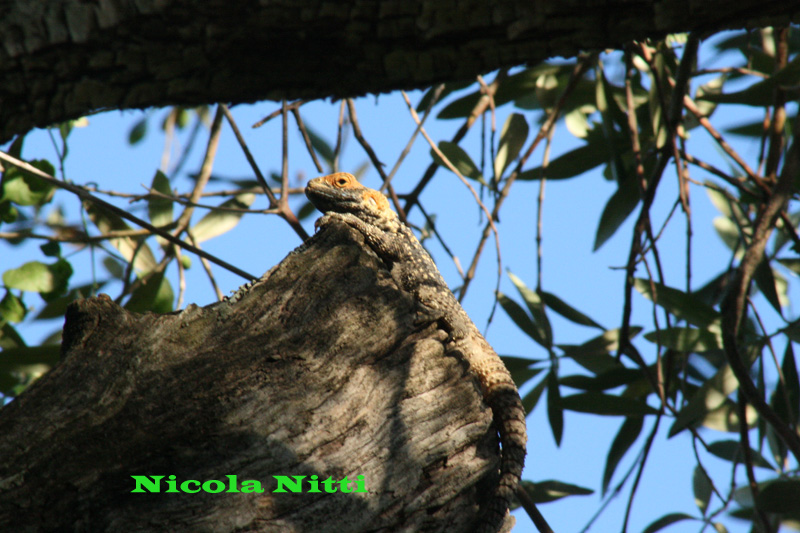 Agama stellio