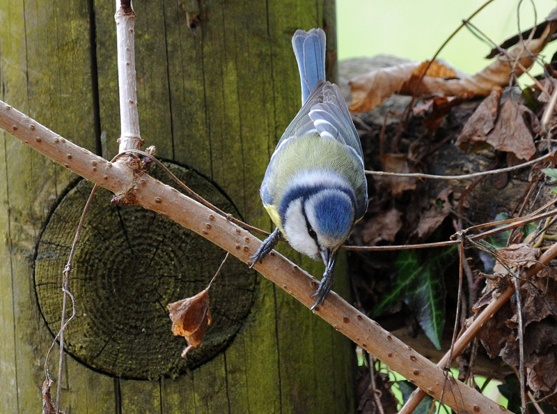 Cyanistes (o Parus) caeruleus, Cinciarella