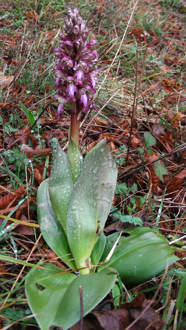 Himantoglossum robertianum ..orchidea del savonese (Liguria)