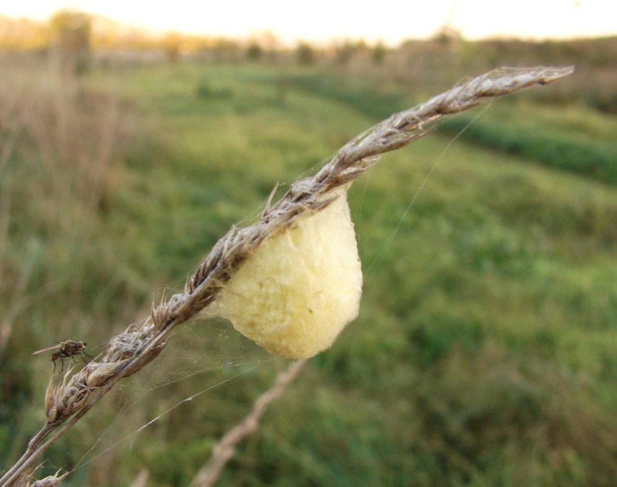Bozzolo (Ovisacco di Araneidae)