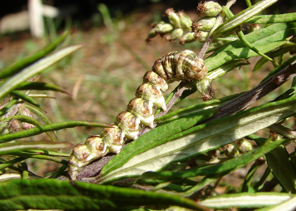 Cucullia absinthii?