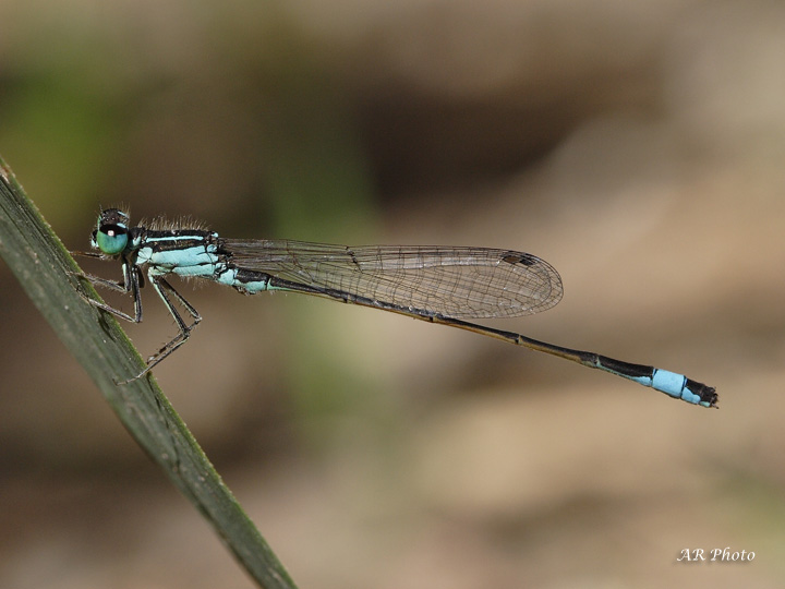 Enallagma cyathigerum (Coenagrionidae)