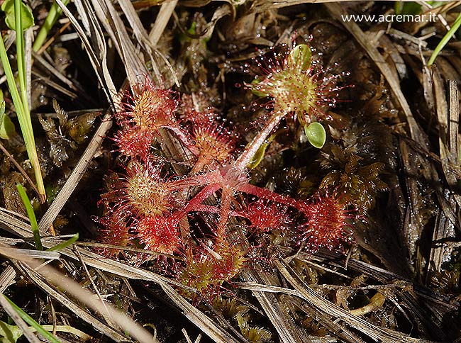 Drosera rotundifolia / Drosera a foglie rotonde
