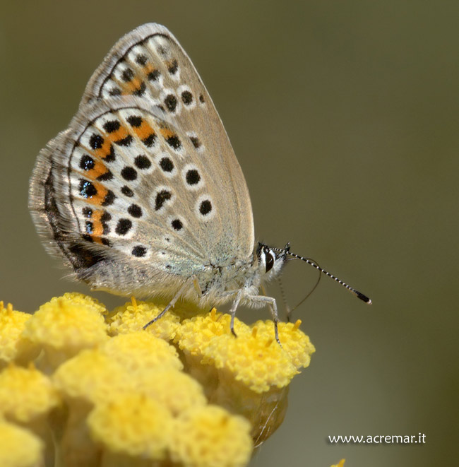 Polyommatus