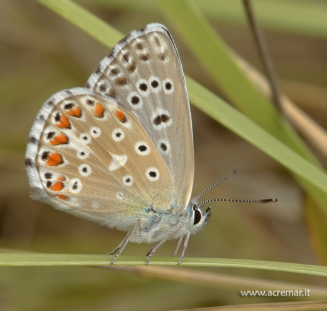 Polyommatus