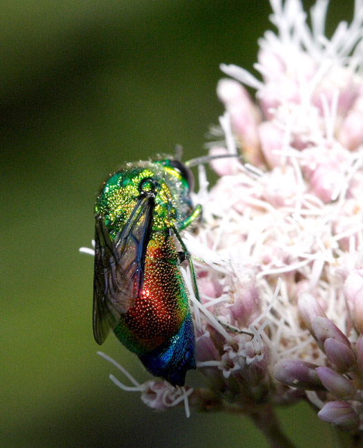 Chrysididae: Stilbum cf. calens zimmermanni... no, S. cyanurum