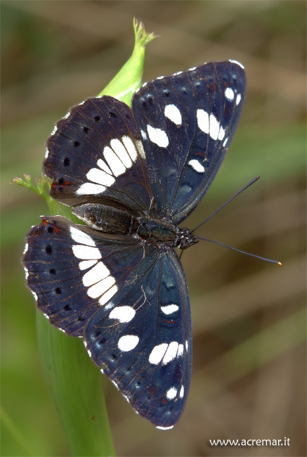 limenitis reducta o camilla?