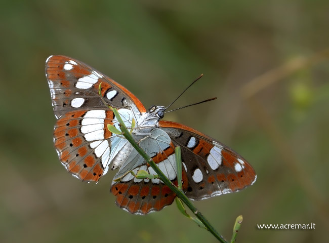 limenitis reducta o camilla?