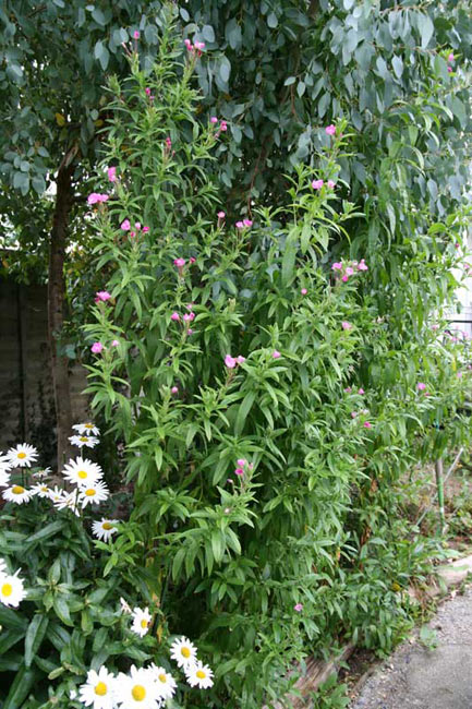 Epilobium hirsutum