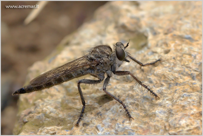 Asilidae