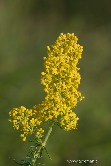 alta Val Nure (lago Nero): Galium verum, Cirsium vulgare e  Chamaenerion dodonaei