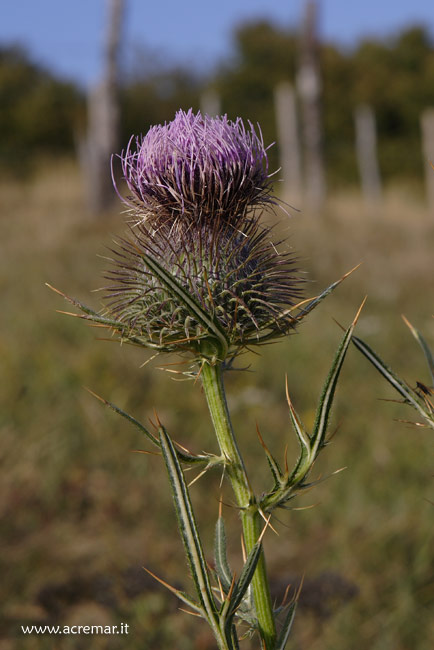 alta Val Nure (lago Nero): Galium verum, Cirsium vulgare e  Chamaenerion dodonaei