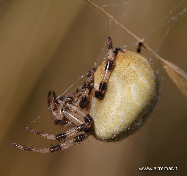 Araneus sp.